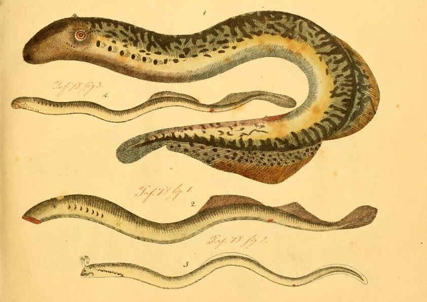 Reproducción/Reproduction 6059203658: Naturgeschichte in Bildern : mit erläuterndem Text / Von Professor Dr. Strack. Lief. 4. (Heft 33-56). Fische. Düsseldorf :Arnz & Co.,[1819-1826] 