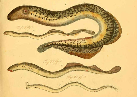 Reproducción/Reproduction 6059203658: Naturgeschichte in Bildern : mit erläuterndem Text / Von Professor Dr. Strack. Lief. 4. (Heft 33-56). Fische. Düsseldorf :Arnz & Co.,[1819-1826] 