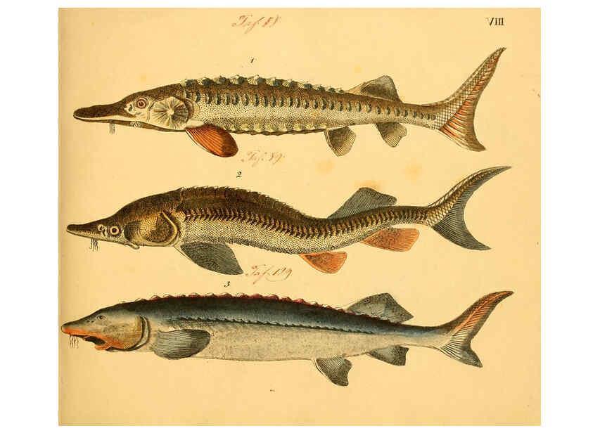 Reproducción/Reproduction 6058655829: Naturgeschichte in Bildern : mit erläuterndem Text / Von Professor Dr. Strack. Lief. 4. (Heft 33-56). Fische. Düsseldorf :Arnz & Co.,[1819-1826] 