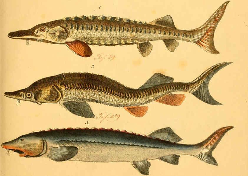 Reproducción/Reproduction 6058655829: Naturgeschichte in Bildern : mit erläuterndem Text / Von Professor Dr. Strack. Lief. 4. (Heft 33-56). Fische. Düsseldorf :Arnz & Co.,[1819-1826] 
