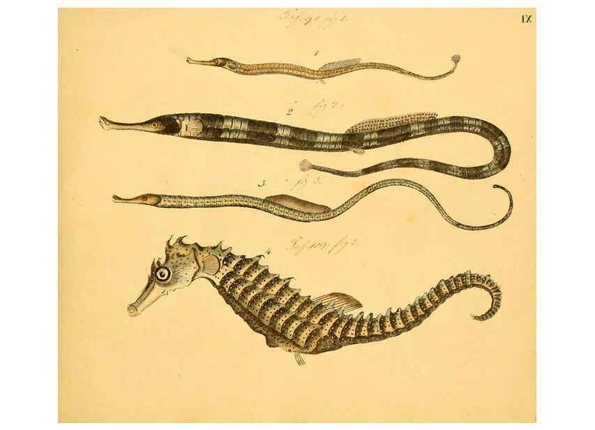 Reproducción/Reproduction 6058656053: Naturgeschichte in Bildern : mit erläuterndem Text / Von Professor Dr. Strack. Lief. 4. (Heft 33-56). Fische. Düsseldorf :Arnz & Co.,[1819-1826] 
