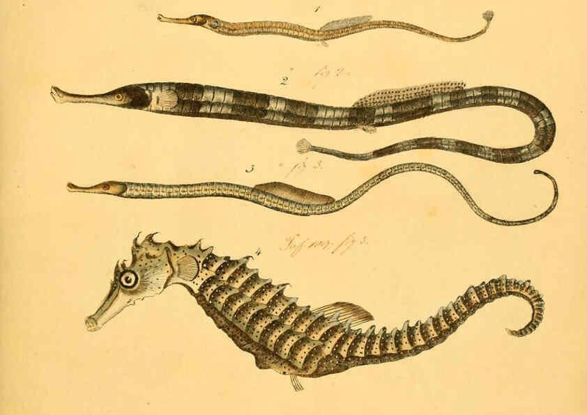 Reproducción/Reproduction 6058656053: Naturgeschichte in Bildern : mit erläuterndem Text / Von Professor Dr. Strack. Lief. 4. (Heft 33-56). Fische. Düsseldorf :Arnz & Co.,[1819-1826] 