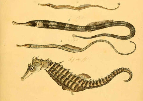 Reproducción/Reproduction 6058656053: Naturgeschichte in Bildern : mit erläuterndem Text / Von Professor Dr. Strack. Lief. 4. (Heft 33-56). Fische. Düsseldorf :Arnz & Co.,[1819-1826] 