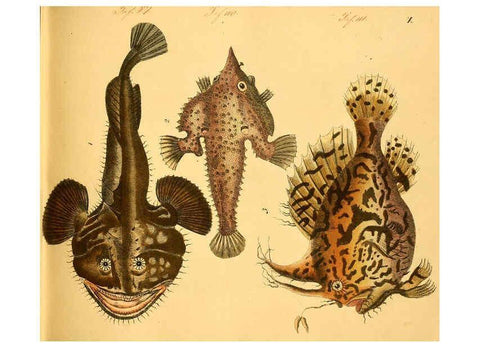 Reproducción/Reproduction 6058656305: Naturgeschichte in Bildern : mit erläuterndem Text / Von Professor Dr. Strack. Lief. 4. (Heft 33-56). Fische. Düsseldorf :Arnz & Co.,[1819-1826] 