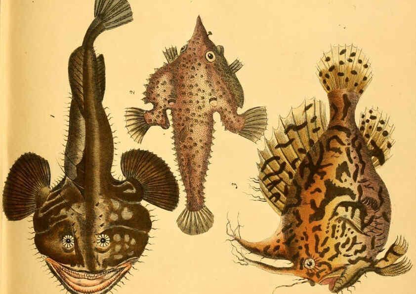 Reproducción/Reproduction 6058656305: Naturgeschichte in Bildern : mit erläuterndem Text / Von Professor Dr. Strack. Lief. 4. (Heft 33-56). Fische. Düsseldorf :Arnz & Co.,[1819-1826] 