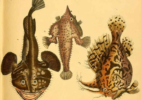 Reproducción/Reproduction 6058656305: Naturgeschichte in Bildern : mit erläuterndem Text / Von Professor Dr. Strack. Lief. 4. (Heft 33-56). Fische. Düsseldorf :Arnz & Co.,[1819-1826] 