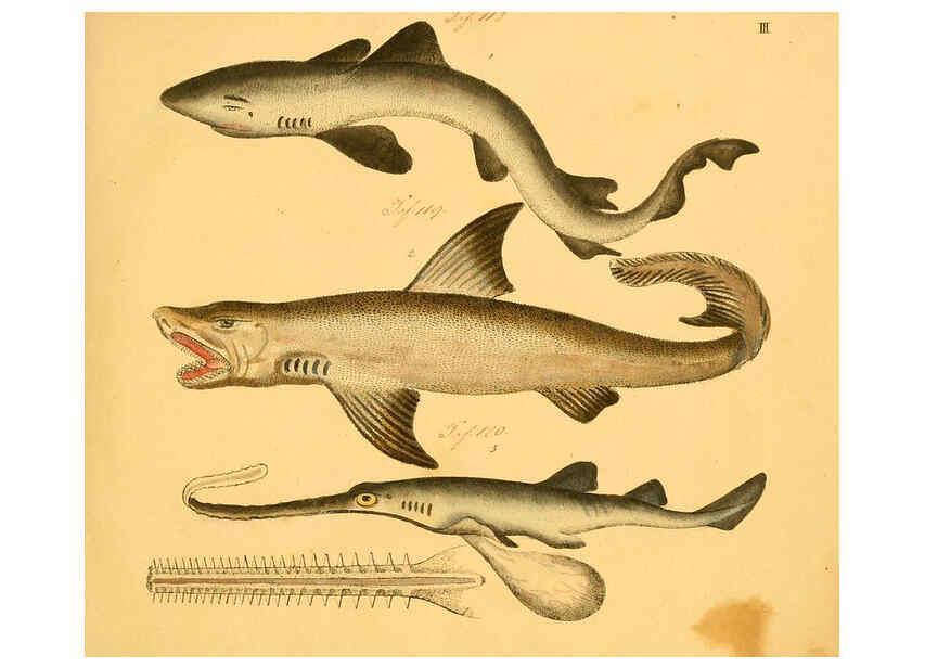 Reproducción/Reproduction 6058654959: Naturgeschichte in Bildern : mit erläuterndem Text / Von Professor Dr. Strack. Lief. 4. (Heft 33-56). Fische. Düsseldorf :Arnz & Co.,[1819-1826] 
