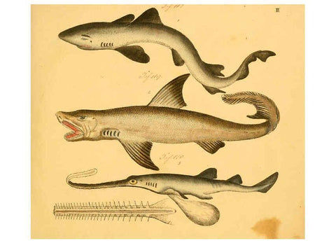 Reproducción/Reproduction 6058654959: Naturgeschichte in Bildern : mit erläuterndem Text / Von Professor Dr. Strack. Lief. 4. (Heft 33-56). Fische. Düsseldorf :Arnz & Co.,[1819-1826] 