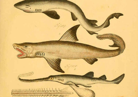 Reproducción/Reproduction 6058654959: Naturgeschichte in Bildern : mit erläuterndem Text / Von Professor Dr. Strack. Lief. 4. (Heft 33-56). Fische. Düsseldorf :Arnz & Co.,[1819-1826] 