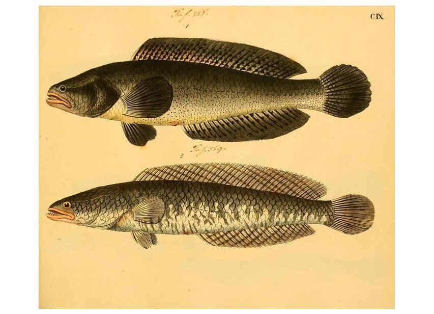 Reproducción/Reproduction 6058677329: Naturgeschichte in Bildern : mit erläuterndem Text / Von Professor Dr. Strack. Lief. 4. (Heft 33-56). Fische. Düsseldorf :Arnz & Co.,[1819-1826] 