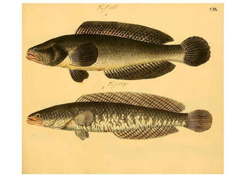 Reproducción/Reproduction 6058677329: Naturgeschichte in Bildern : mit erläuterndem Text / Von Professor Dr. Strack. Lief. 4. (Heft 33-56). Fische. Düsseldorf :Arnz & Co.,[1819-1826] 