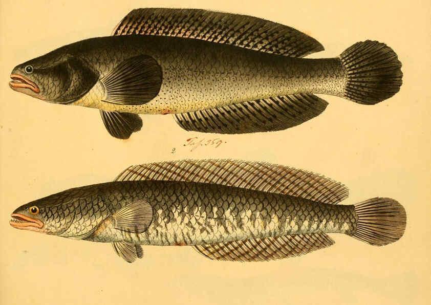 Reproducción/Reproduction 6058677329: Naturgeschichte in Bildern : mit erläuterndem Text / Von Professor Dr. Strack. Lief. 4. (Heft 33-56). Fische. Düsseldorf :Arnz & Co.,[1819-1826] 