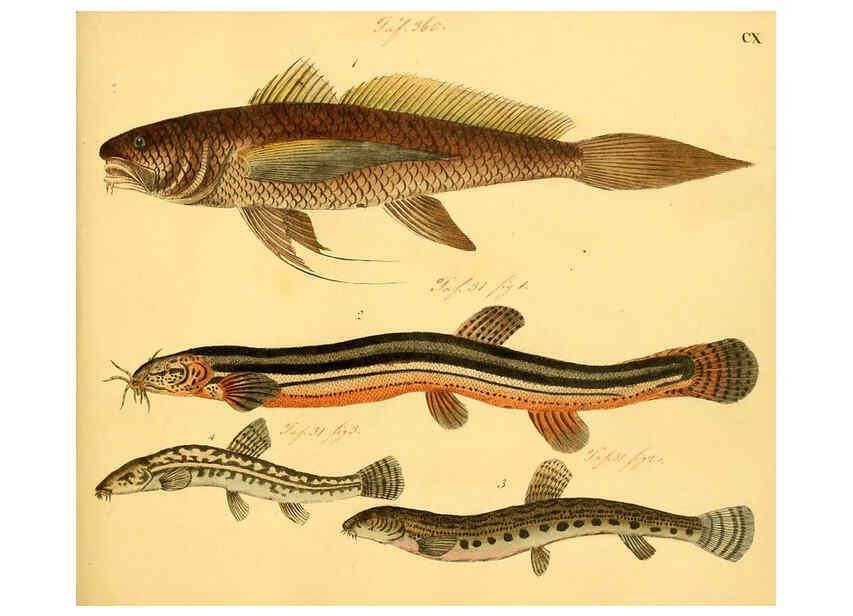 Reproducción/Reproduction 6059224968: Naturgeschichte in Bildern : mit erläuterndem Text / Von Professor Dr. Strack. Lief. 4. (Heft 33-56). Fische. Düsseldorf :Arnz & Co.,[1819-1826] 