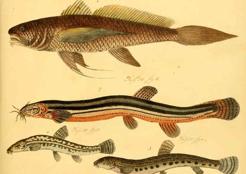 Reproducción/Reproduction 6059224968: Naturgeschichte in Bildern : mit erläuterndem Text / Von Professor Dr. Strack. Lief. 4. (Heft 33-56). Fische. Düsseldorf :Arnz & Co.,[1819-1826] 
