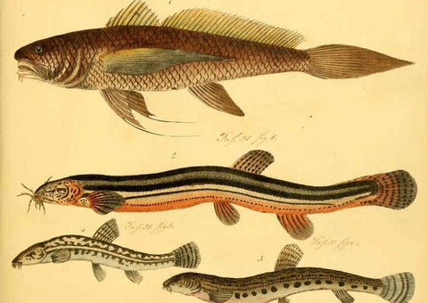 Reproducción/Reproduction 6059224968: Naturgeschichte in Bildern : mit erläuterndem Text / Von Professor Dr. Strack. Lief. 4. (Heft 33-56). Fische. Düsseldorf :Arnz & Co.,[1819-1826] 