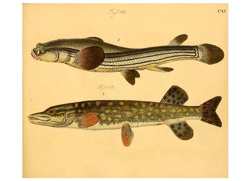 Reproducción/Reproduction 6058677761: Naturgeschichte in Bildern : mit erläuterndem Text / Von Professor Dr. Strack. Lief. 4. (Heft 33-56). Fische. Düsseldorf :Arnz & Co.,[1819-1826] 