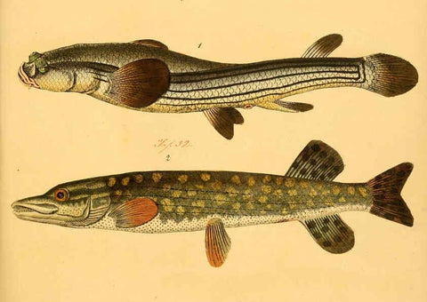 Reproducción/Reproduction 6058677761: Naturgeschichte in Bildern : mit erläuterndem Text / Von Professor Dr. Strack. Lief. 4. (Heft 33-56). Fische. Düsseldorf :Arnz & Co.,[1819-1826] 