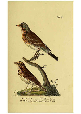 Reproducción/Reproduction 6059394264: Johann Andreas Naumann's ... Naturgeschichte der Vögel Deutschlands, nach einigen Erfahrungen entworfen. 13.T.Plates Leipzig :G. Fleischer,1820-1860