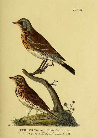 Reproducción/Reproduction 6059394264: Johann Andreas Naumann's ... Naturgeschichte der Vögel Deutschlands, nach einigen Erfahrungen entworfen. 13.T.Plates Leipzig :G. Fleischer,1820-1860