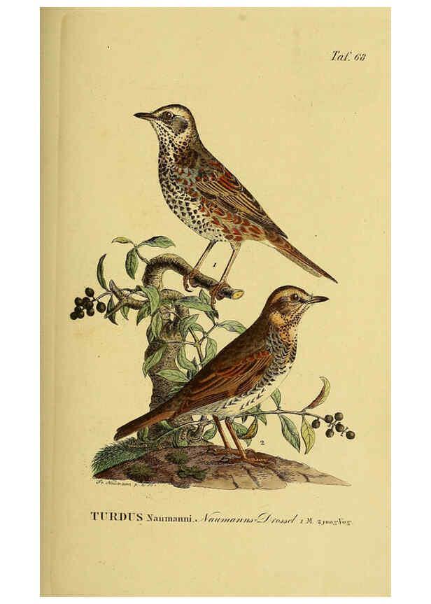 Reproducción/Reproduction 6058848007: Johann Andreas Naumann's ... Naturgeschichte der Vögel Deutschlands, nach einigen Erfahrungen entworfen. 13.T.Plates Leipzig :G. Fleischer,1820-1860