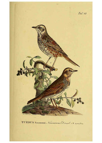 Reproducción/Reproduction 6058848007: Johann Andreas Naumann's ... Naturgeschichte der Vögel Deutschlands, nach einigen Erfahrungen entworfen. 13.T.Plates Leipzig :G. Fleischer,1820-1860