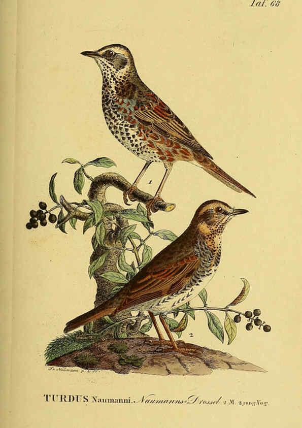 Reproducción/Reproduction 6058848007: Johann Andreas Naumann's ... Naturgeschichte der Vögel Deutschlands, nach einigen Erfahrungen entworfen. 13.T.Plates Leipzig :G. Fleischer,1820-1860