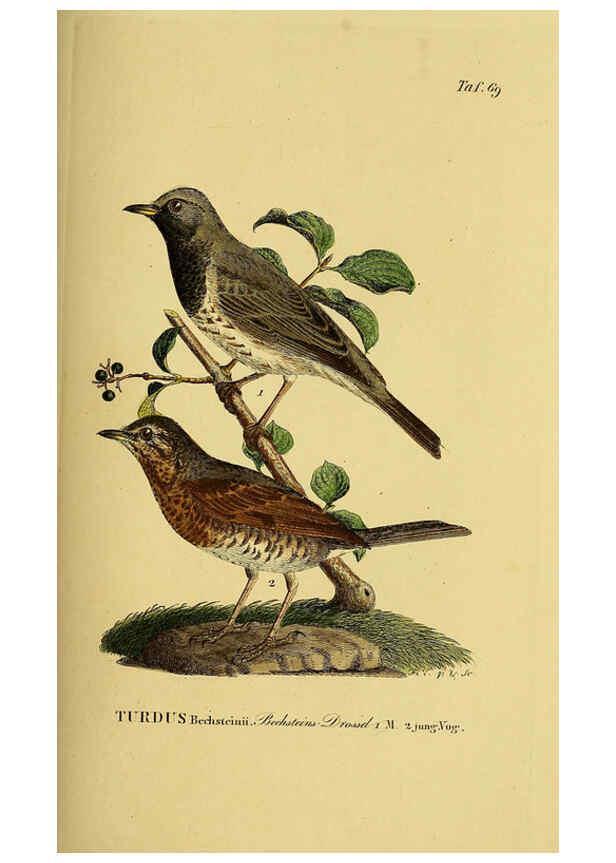 Reproducción/Reproduction 6058848311: Johann Andreas Naumann's ... Naturgeschichte der Vögel Deutschlands, nach einigen Erfahrungen entworfen. 13.T.Plates Leipzig :G. Fleischer,1820-1860