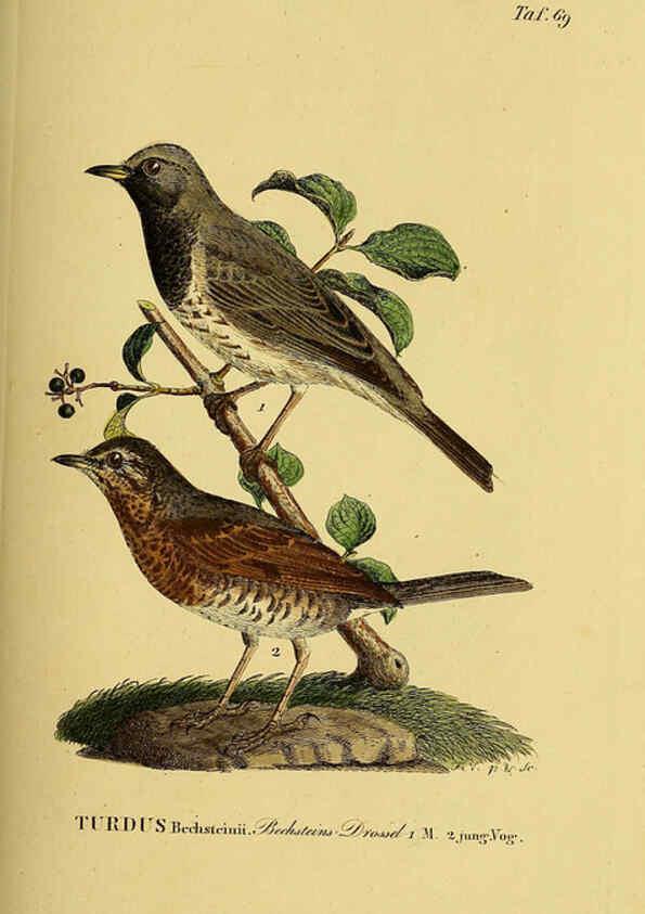 Reproducción/Reproduction 6058848311: Johann Andreas Naumann's ... Naturgeschichte der Vögel Deutschlands, nach einigen Erfahrungen entworfen. 13.T.Plates Leipzig :G. Fleischer,1820-1860