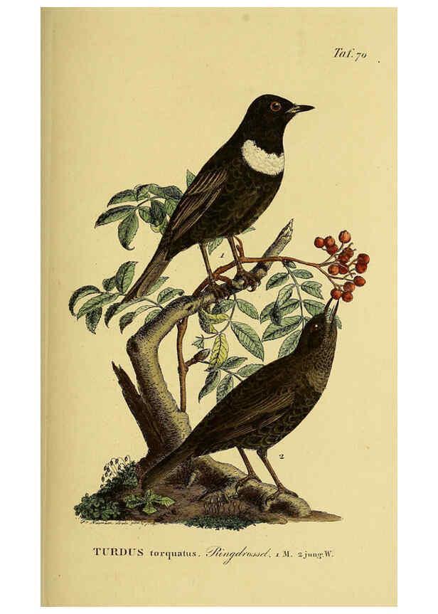 Reproducción/Reproduction 6058848513: Johann Andreas Naumann's ... Naturgeschichte der Vögel Deutschlands, nach einigen Erfahrungen entworfen. 13.T.Plates Leipzig :G. Fleischer,1820-1860