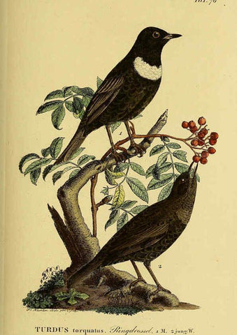Reproducción/Reproduction 6058848513: Johann Andreas Naumann's ... Naturgeschichte der Vögel Deutschlands, nach einigen Erfahrungen entworfen. 13.T.Plates Leipzig :G. Fleischer,1820-1860