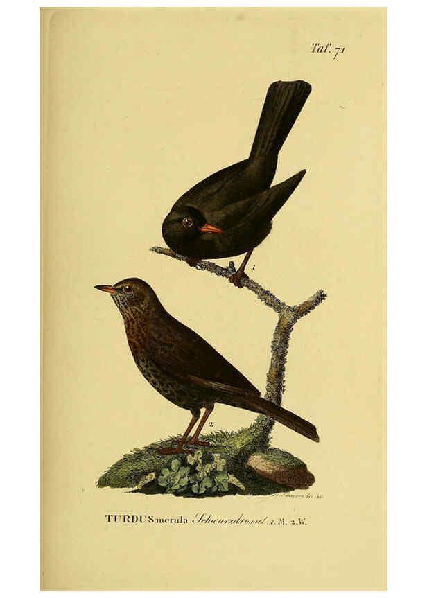 Reproducción/Reproduction 6059395396: Johann Andreas Naumann's ... Naturgeschichte der Vögel Deutschlands, nach einigen Erfahrungen entworfen. 13.T.Plates Leipzig :G. Fleischer,1820-1860