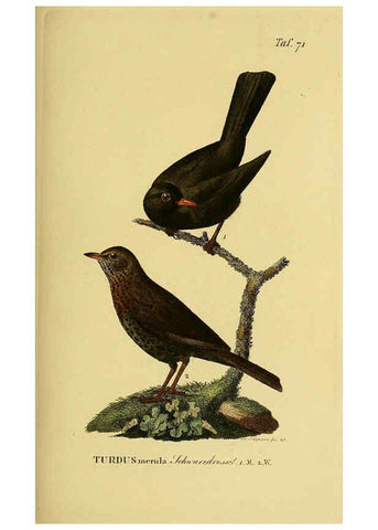 Reproducción/Reproduction 6059395396: Johann Andreas Naumann's ... Naturgeschichte der Vögel Deutschlands, nach einigen Erfahrungen entworfen. 13.T.Plates Leipzig :G. Fleischer,1820-1860