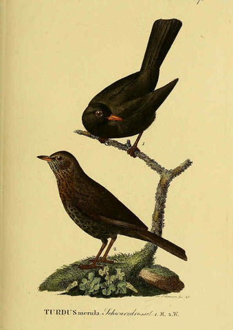 Reproducción/Reproduction 6059395396: Johann Andreas Naumann's ... Naturgeschichte der Vögel Deutschlands, nach einigen Erfahrungen entworfen. 13.T.Plates Leipzig :G. Fleischer,1820-1860