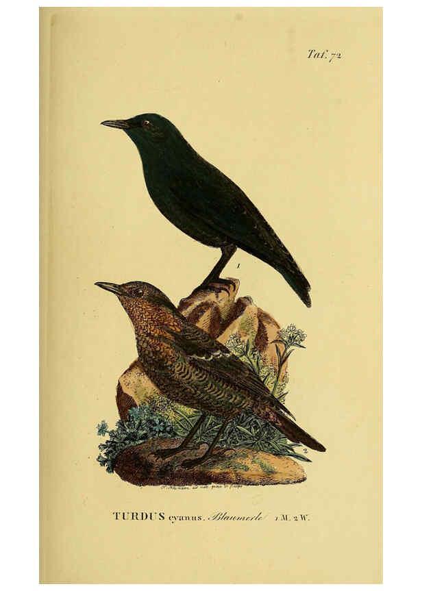 Reproducción/Reproduction 6059395636: Johann Andreas Naumann's ... Naturgeschichte der Vögel Deutschlands, nach einigen Erfahrungen entworfen. 13.T.Plates Leipzig :G. Fleischer,1820-1860