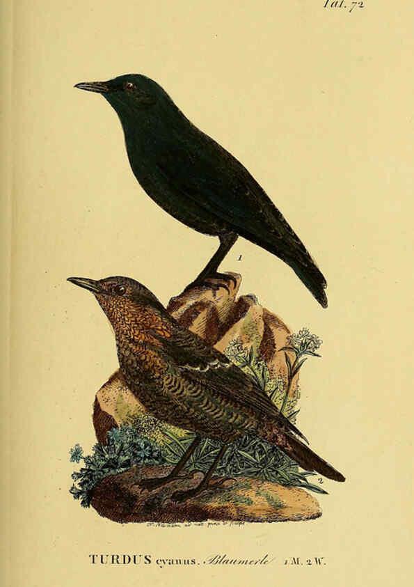 Reproducción/Reproduction 6059395636: Johann Andreas Naumann's ... Naturgeschichte der Vögel Deutschlands, nach einigen Erfahrungen entworfen. 13.T.Plates Leipzig :G. Fleischer,1820-1860