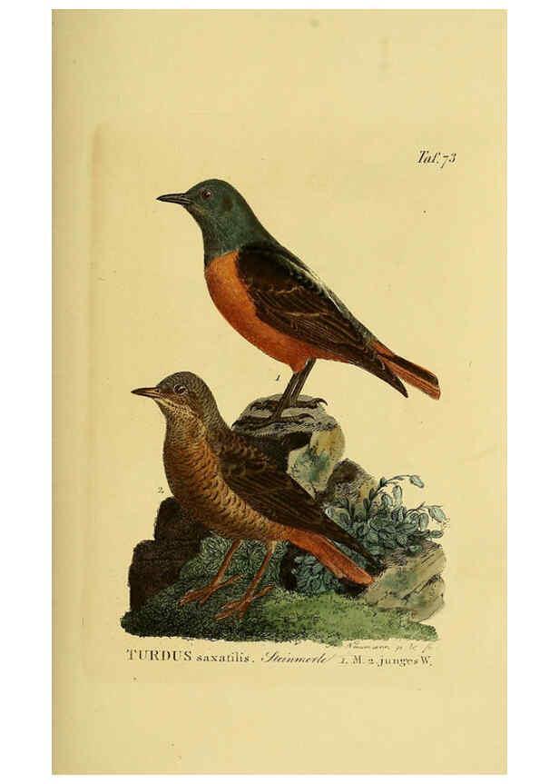 Reproducción/Reproduction 6058849319: Johann Andreas Naumann's ... Naturgeschichte der Vögel Deutschlands, nach einigen Erfahrungen entworfen. 13.T.Plates Leipzig :G. Fleischer,1820-1860