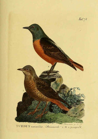 Reproducción/Reproduction 6058849319: Johann Andreas Naumann's ... Naturgeschichte der Vögel Deutschlands, nach einigen Erfahrungen entworfen. 13.T.Plates Leipzig :G. Fleischer,1820-1860