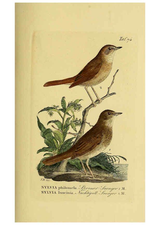 Reproducción/Reproduction 6058849579: Johann Andreas Naumann's ... Naturgeschichte der Vögel Deutschlands, nach einigen Erfahrungen entworfen. 13.T.Plates Leipzig :G. Fleischer,1820-1860