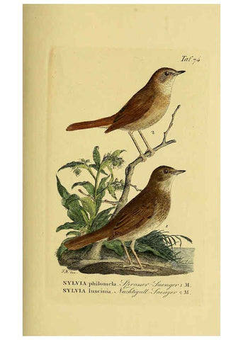 Reproducción/Reproduction 6058849579: Johann Andreas Naumann's ... Naturgeschichte der Vögel Deutschlands, nach einigen Erfahrungen entworfen. 13.T.Plates Leipzig :G. Fleischer,1820-1860