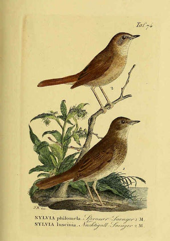 Reproducción/Reproduction 6058849579: Johann Andreas Naumann's ... Naturgeschichte der Vögel Deutschlands, nach einigen Erfahrungen entworfen. 13.T.Plates Leipzig :G. Fleischer,1820-1860