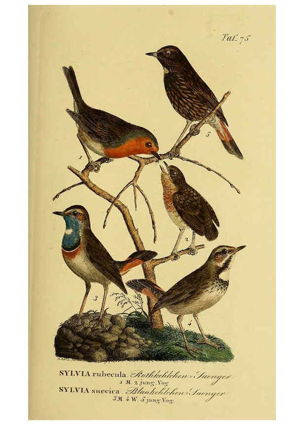 Reproducción/Reproduction 6059396524: Johann Andreas Naumann's ... Naturgeschichte der Vögel Deutschlands, nach einigen Erfahrungen entworfen. 13.T.Plates Leipzig :G. Fleischer,1820-1860