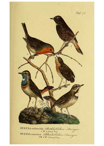 Reproducción/Reproduction 6059396524: Johann Andreas Naumann's ... Naturgeschichte der Vögel Deutschlands, nach einigen Erfahrungen entworfen. 13.T.Plates Leipzig :G. Fleischer,1820-1860