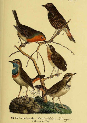 Reproducción/Reproduction 6059396524: Johann Andreas Naumann's ... Naturgeschichte der Vögel Deutschlands, nach einigen Erfahrungen entworfen. 13.T.Plates Leipzig :G. Fleischer,1820-1860