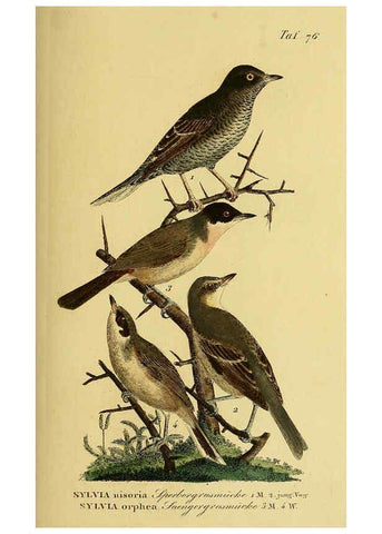 Reproducción/Reproduction 6058849993: Johann Andreas Naumann's ... Naturgeschichte der Vögel Deutschlands, nach einigen Erfahrungen entworfen. 13.T.Plates Leipzig :G. Fleischer,1820-1860