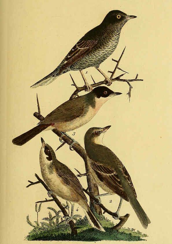 Reproducción/Reproduction 6058849993: Johann Andreas Naumann's ... Naturgeschichte der Vögel Deutschlands, nach einigen Erfahrungen entworfen. 13.T.Plates Leipzig :G. Fleischer,1820-1860