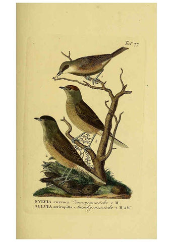 Reproducción/Reproduction 6059396952: Johann Andreas Naumann's ... Naturgeschichte der Vögel Deutschlands, nach einigen Erfahrungen entworfen. 13.T.Plates Leipzig :G. Fleischer,1820-1860