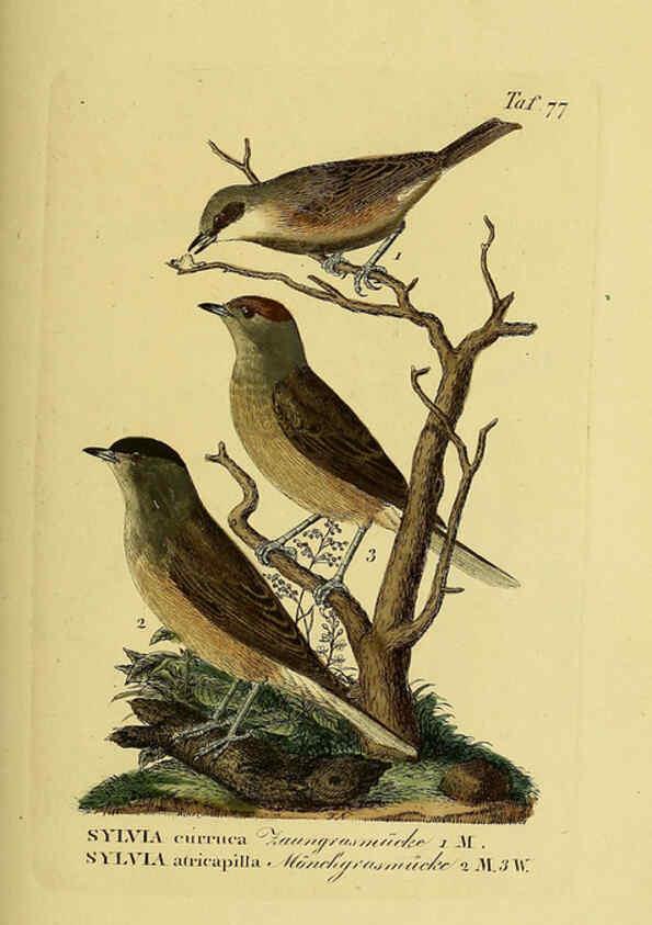 Reproducción/Reproduction 6059396952: Johann Andreas Naumann's ... Naturgeschichte der Vögel Deutschlands, nach einigen Erfahrungen entworfen. 13.T.Plates Leipzig :G. Fleischer,1820-1860