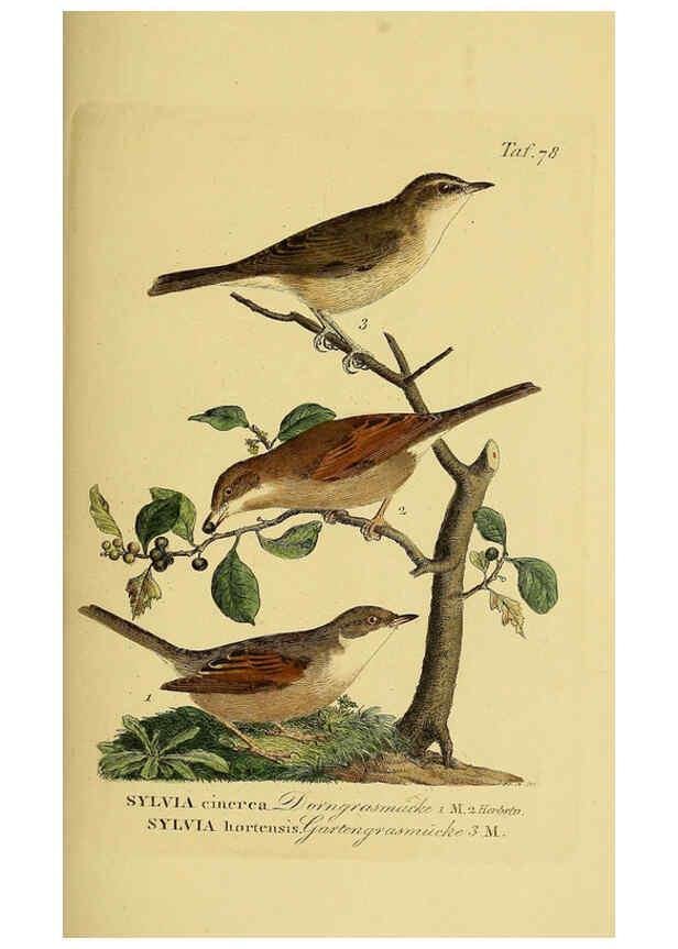 Reproducción/Reproduction 6058850449: Johann Andreas Naumann's ... Naturgeschichte der Vögel Deutschlands, nach einigen Erfahrungen entworfen. 13.T.Plates Leipzig :G. Fleischer,1820-1860