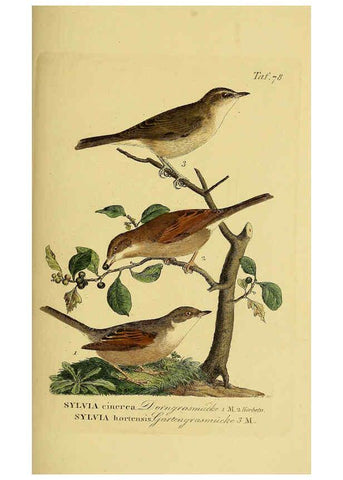 Reproducción/Reproduction 6058850449: Johann Andreas Naumann's ... Naturgeschichte der Vögel Deutschlands, nach einigen Erfahrungen entworfen. 13.T.Plates Leipzig :G. Fleischer,1820-1860