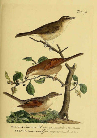 Reproducción/Reproduction 6058850449: Johann Andreas Naumann's ... Naturgeschichte der Vögel Deutschlands, nach einigen Erfahrungen entworfen. 13.T.Plates Leipzig :G. Fleischer,1820-1860